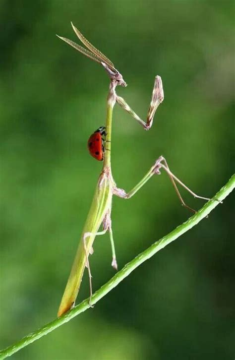 Ladybug On A Praying Mantis Beautiful Bugs Insects Praying Mantis