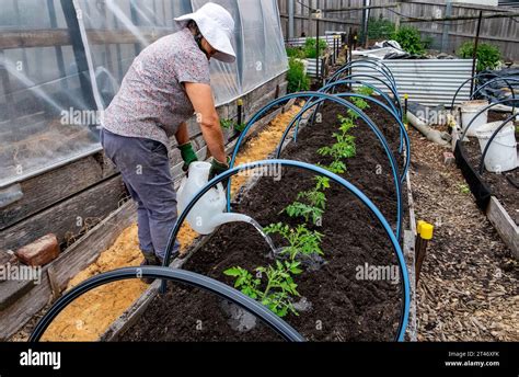 Watering In Newly Planted Well Hardened San Marzano Tomato Seedlings