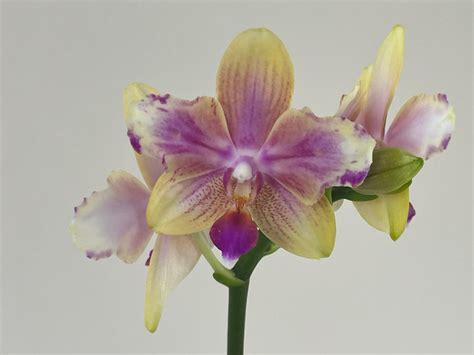 Phalaenopsis Biondoro Peloric 1 Rispe Orchideen Wichmann De