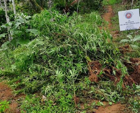 Bahia Plantação mais de mil pés de maconha é incinerada na zona