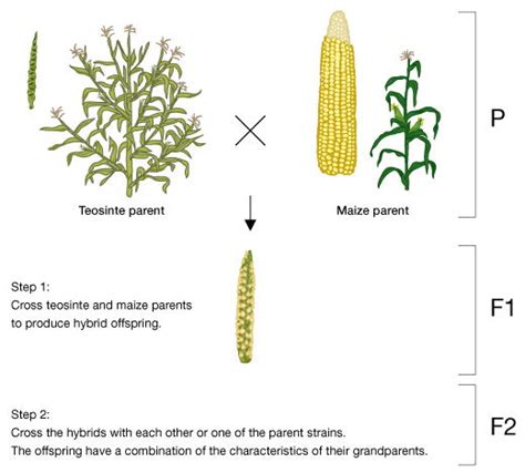 Evolution of Corn