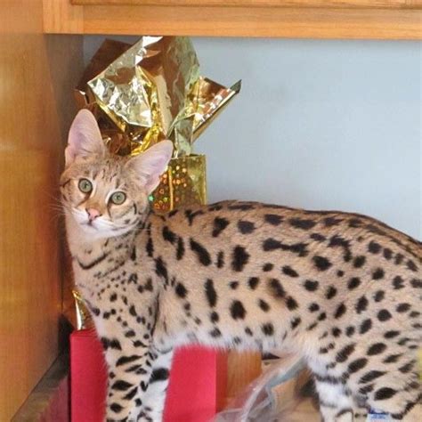 Client Brag Page Select Exotics Savannah Cats Savannah Cat Cats