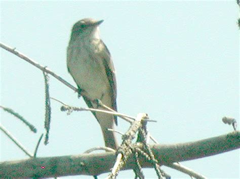 Photos De Gobemouche Noir Ficedula Hypoleuca