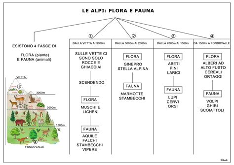 Le Alpi Flora E Fauna Nel Attivit Geografia Geografia Istruzione