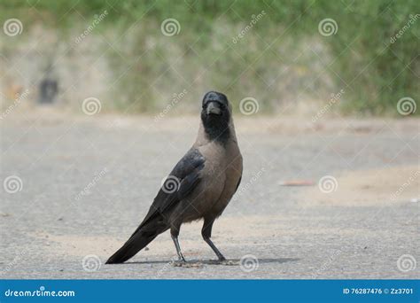 Indian Black Crow Waiting Stock Photo Image Of Looks 76287476