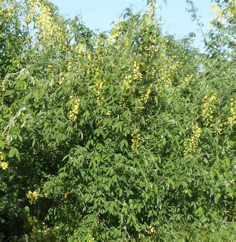 LABURNUM anagyroïdes Pépinières Ripoche Nantes Divatte sur Loire