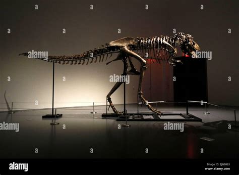 New York United States 08th July 2022 A Dinosaur Fossil Of A