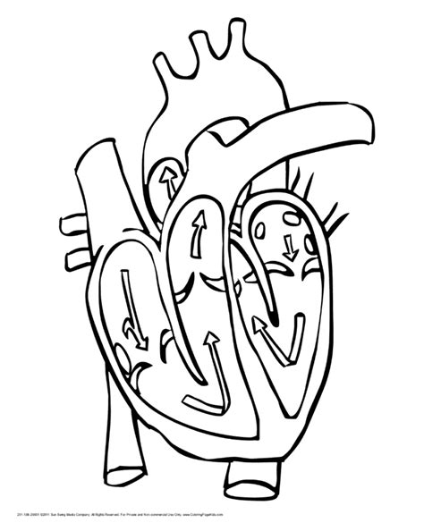 Free Human Heart Coloring Pages