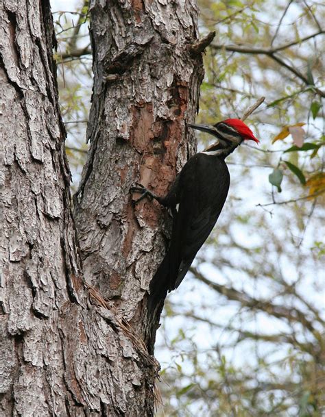 Alabamas Woodpeckers Outdoor Alabama