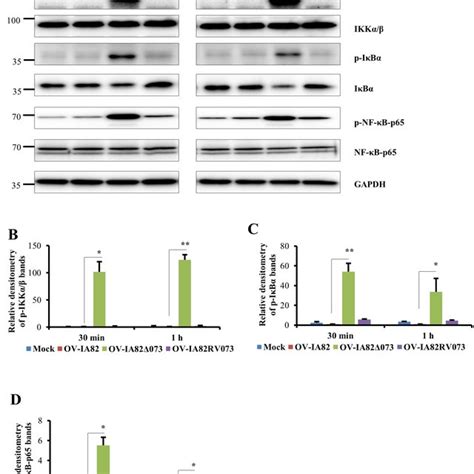 Effect of ORFV073 on phosphorylation of IKKα β IκBα and NF κB p65