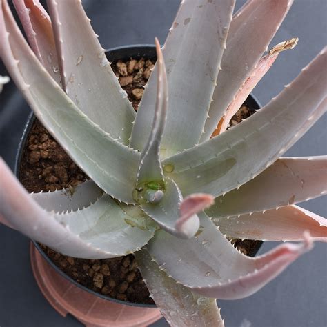 Aloe Vera Eden Plantae