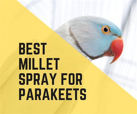 3 Best Millet Spray For Parakeets In 2022 Birds News