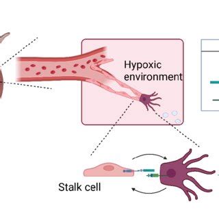 Endothelial Cell Patterning Under Normoxia And Hypoxia Concentration