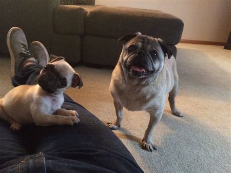 Pug Head Tilt Pugs Animals Dogs