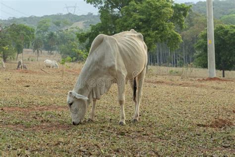 Pasto De Vaca Comiendo Pasto En Un Pasto Agrícola En El Campo De Brasil