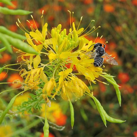 Yellow Bee Plant — Grand Prismatic Seed