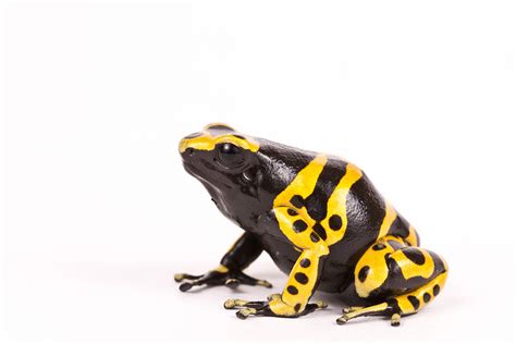 Yellow-banded Poison Dart Frog Photograph by David Kenny - Fine Art America