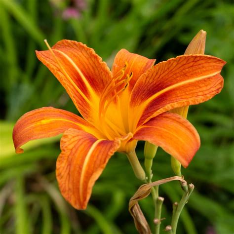 Daylily Hemerocallis Mayernik Kitchen