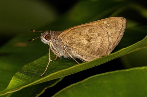 Mariposa Skipper Adulto Foto Premium