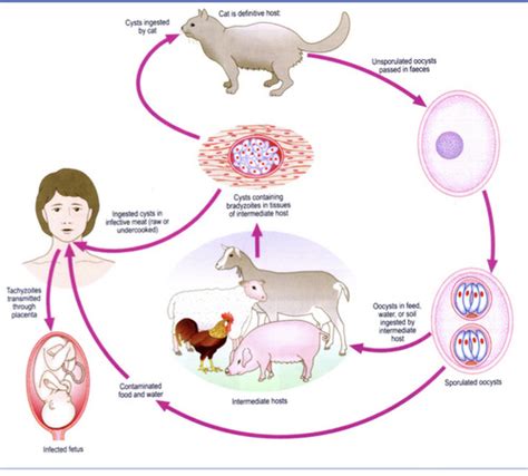 Toxoplasmosis Flashcards Quizlet