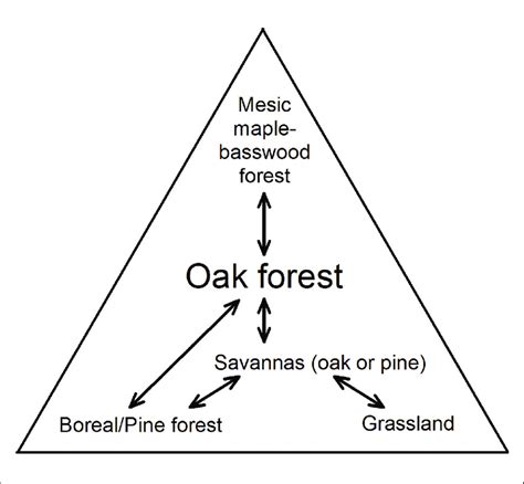 The Oak Triangle Showing The Relationships Between Oak Forests Oak