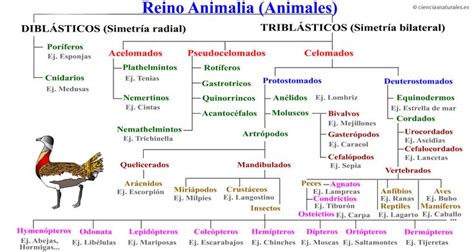 Mapa Conceptual Del Reino De Los Animales Mapa Conceptual Clase De