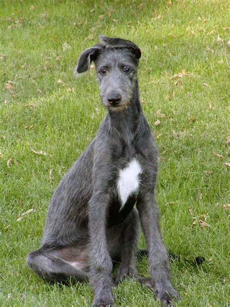 Scottish Deerhound - All Big Dog Breeds