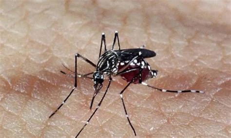 Dengue Sp Cria Centro De Opera Es De Emerg Ncias E Anuncia Medidas De