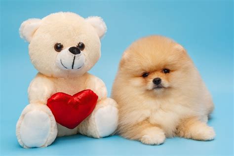 What Is A Teddy Bear Pomeranian – All About Poms