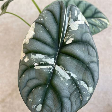 Variegated Silver Dragon Alocasia - Etsy