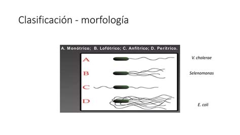 Bacteriolog A Generalidades Pregrado Pptx Descarga Gratuita