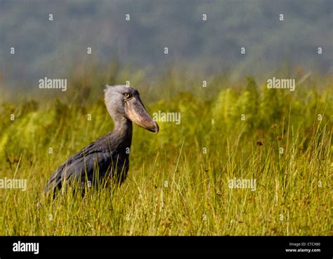 Shoebill Stork Balanaeceps Rex In Papyrus Reedbed Mabamba Swamp