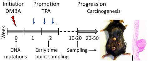 Chemical Induced Skin Carcinogenesis Model Using Dimethylbenz A