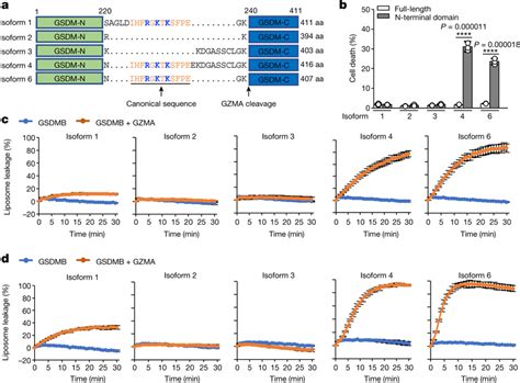 GSDMB Isoforms Exhibit Distinct Pore Forming Activity Both In Vitro And