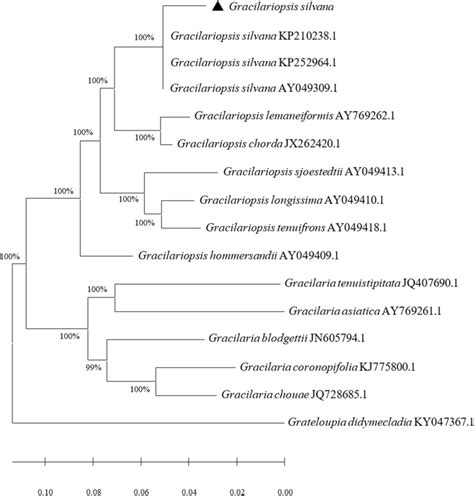 Maximum Likelihood Tree Based On RbcL Sequence Data Percentage