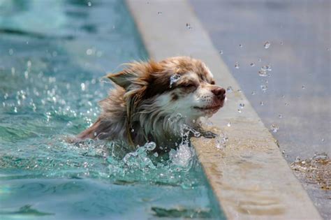 La Natation Pour Les Chiens Apprendre Nager Son Chien