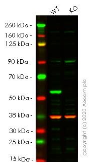 Pre Made Human Sqstm P Knockout Hek T Cell Line Ab Abcam