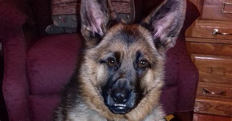 German Shepherd Puppies Indiana Adoption : Free German Shepherd Puppies Find Nearly Free And ...