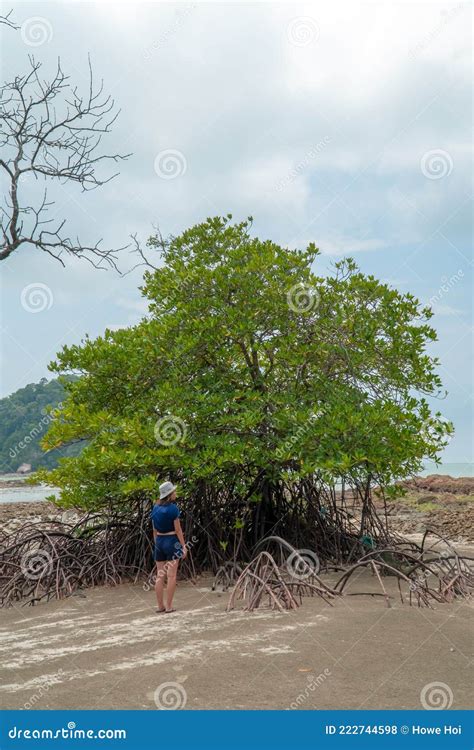 Traveller Asian Woman Walking To Single Lonely Mangrove Tree On The Deforested Mangrove Forest