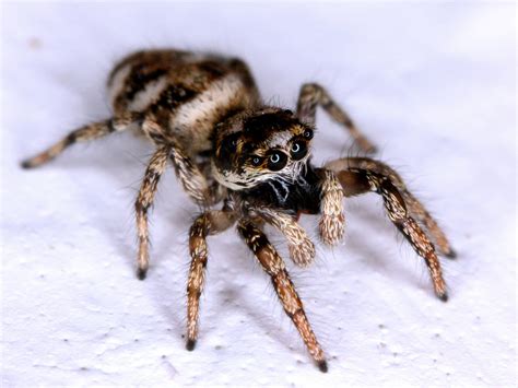 Here Come The Jumping Spiders Fifteeneightyfour Cambridge