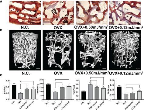 Frontiers Extracorporeal Shock Wave Therapy Promotes Osteogenic