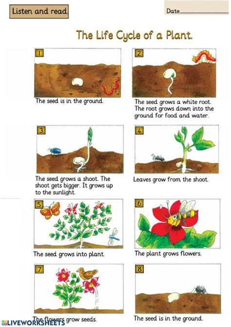 The Life Cycle Of A Plant Interactive Worksheet Plant Life Cycle Worksheet Plants Worksheets