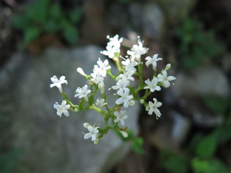 Florida Valerian Valeriana Scandens