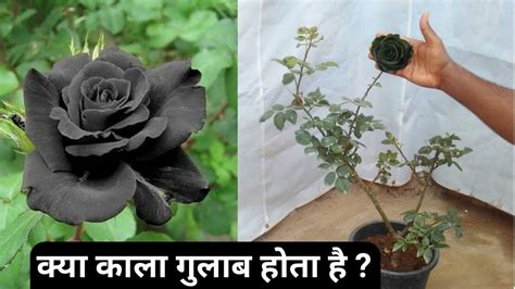 Black Rose Flower Plant Best Flower Site