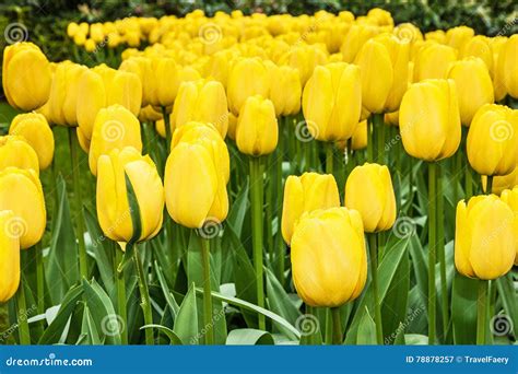 Gelbe Blumen Der Tulpe Park Keukenhof Garten Holland Netherlan