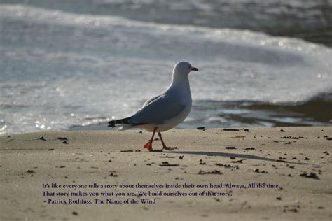 Seagulls Quotes Quotesgram