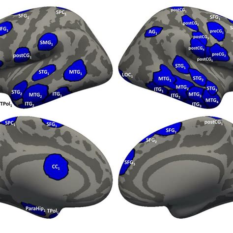 Regions Of Interest ROIs Visualized Over An Inflated Averaged