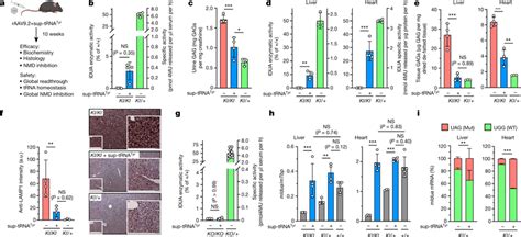 RAAV9 2sup TRNATyr Treatment Rescues The MPS I Phenotype In Mice A