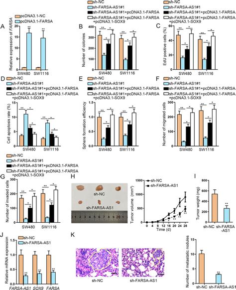 Farsa As1 Enhances Crc Progression By Upregulating Sox9 And Farsa A Download Scientific