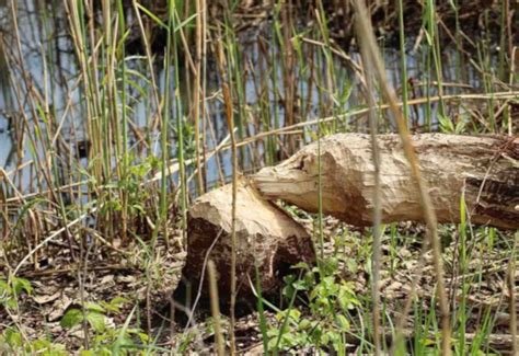 Plaga De Gorgojo Destruye Cientos De Cultivos En Honduras